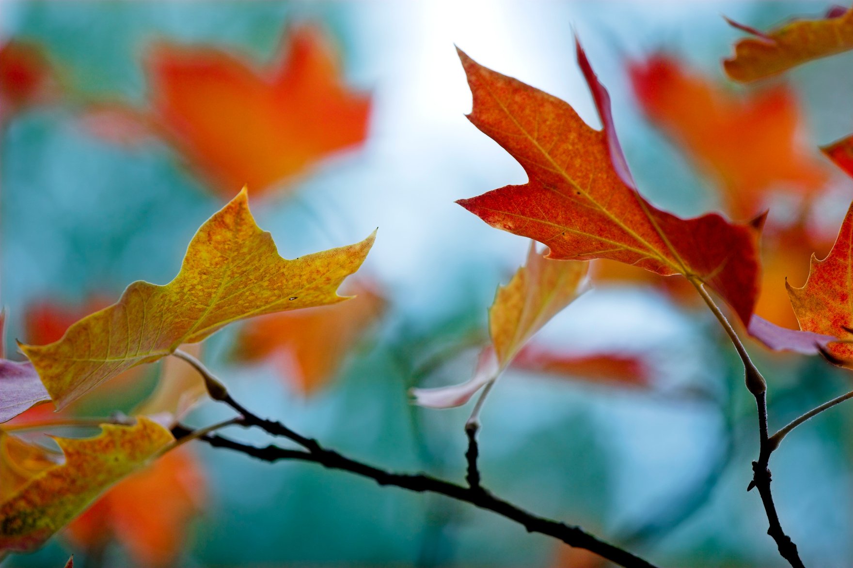 Fall Leaves